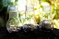 Money saving economy environment.ÃÂ  Plants growing in money coins in glass jar for investment planning travel and retirement. Royalty Free Stock Photo